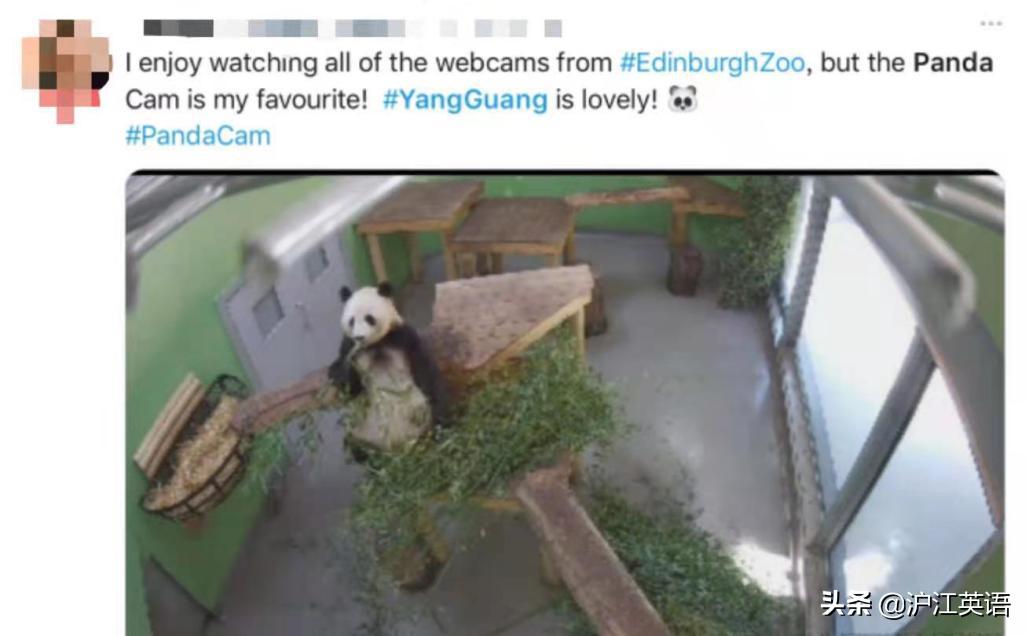 外国疫情下的大熊猫,英国大熊猫被送回中国