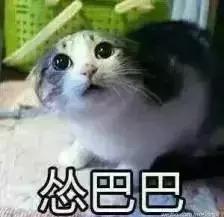 猫咪发情那些事，发情的猫咪都有什么表现呢？