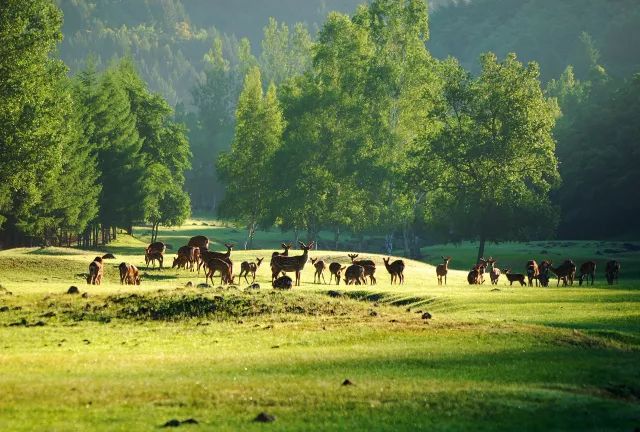 戴口罩的冬天太漫长，差点忘了中国的春天有多美