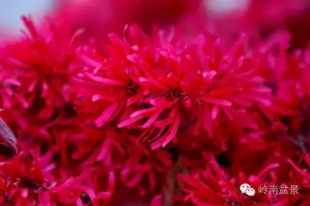 檵木小老桩盆景,檵木盆景图片大全