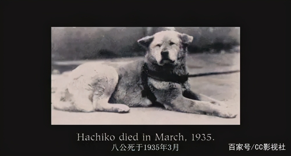 忠犬八公的故事感动的一瞬间,忠犬八公的故事温情片段