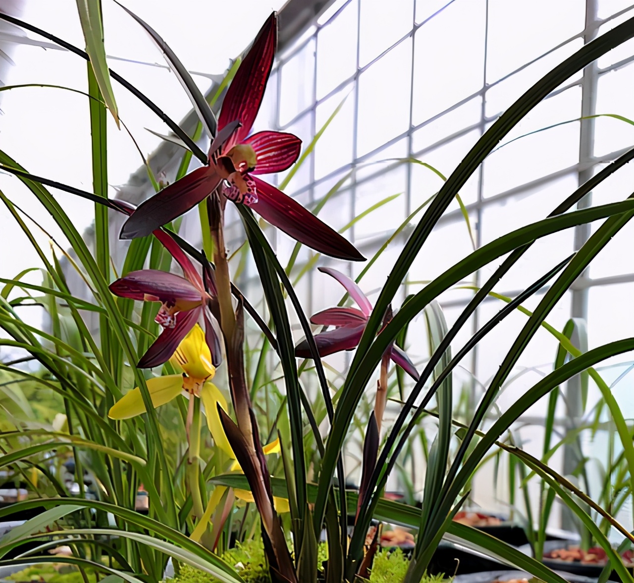 兰花品种大全莲瓣兰锦绣山河,最名贵十种兰花素兰