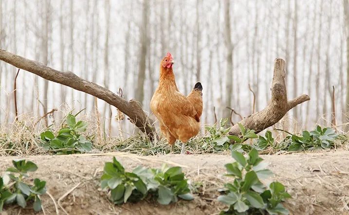 85后小伙在农村卖土特产,19岁农村小伙卖土特产