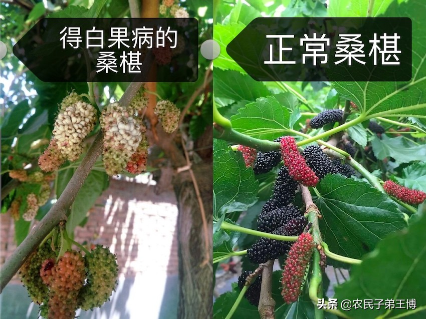 桑葚白果病什么时候防治,桑葚得白果病怎么补救