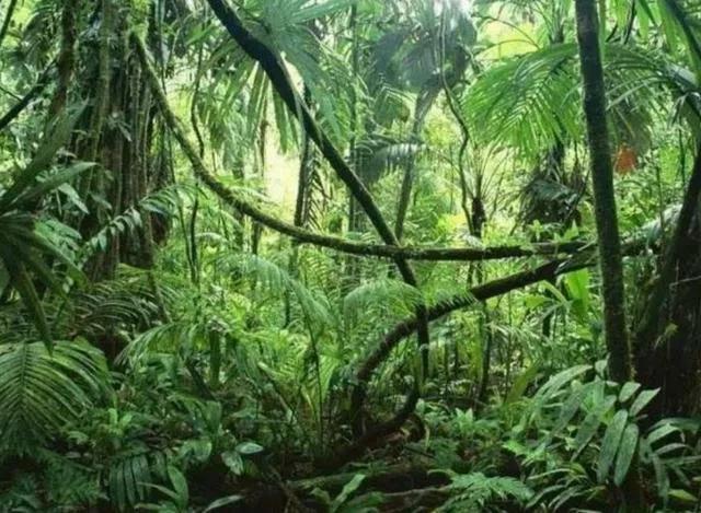 世界上最危险的两种树,世界上最危险的三个森林第三名