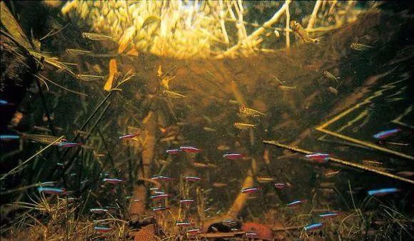 了解硝化细菌技术,了解硝化细菌