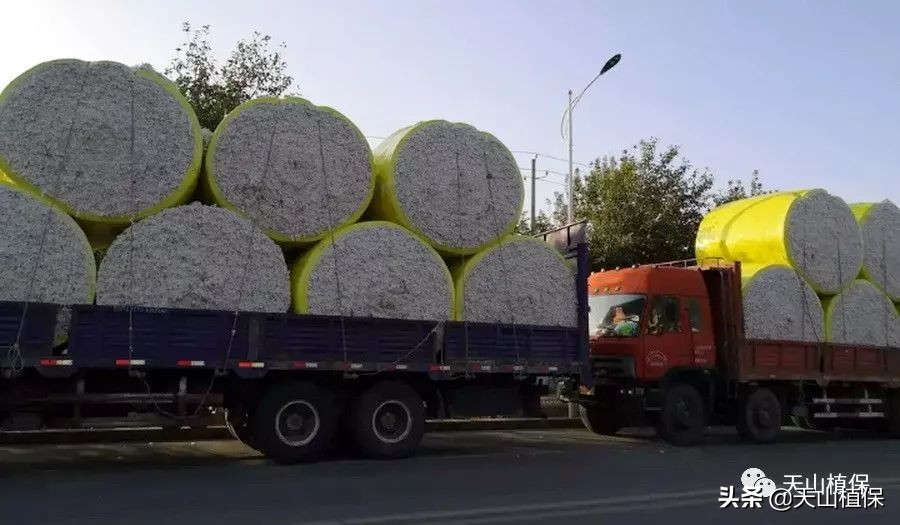 11月25日新疆籽棉收购价格,籽棉收购价格继续回落