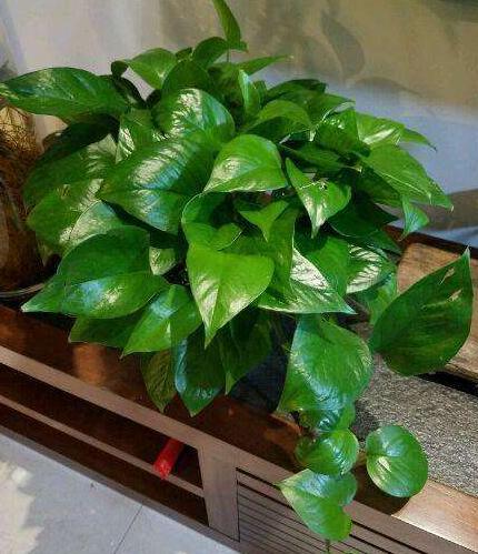 绿萝最爱喝的四种水喝完长得贼快,绿萝喝了这种水疯长