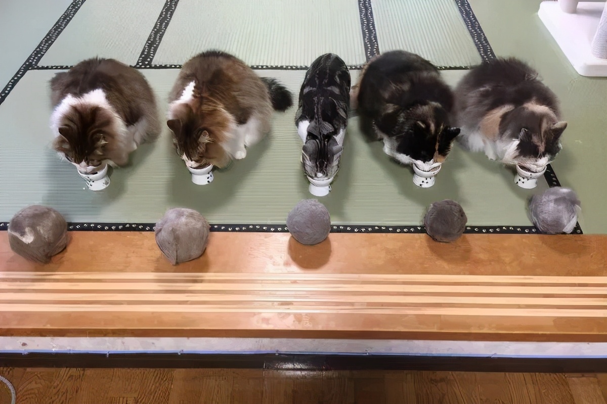 网友晒出5颗巨型毛球，救命！我快要窒息了