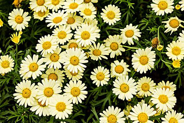 花语大全100种花的花语,100种象征着爱情的花的花语