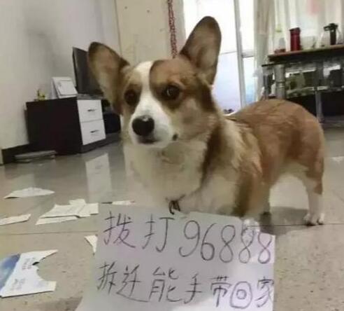 第一次养柯基犬注意什么,养柯基犬需要注意些什么