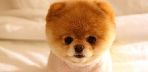 狗狗品种伯恩山犬,狗狗品种的奥秘卡斯罗犬