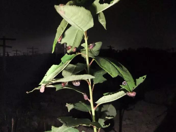 樱桃防治虫害的方法,樱桃虫害防治绝招