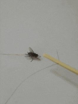 小短腿猫搞笑gif图,搞笑gif段子最后这只猫也太萌了吧