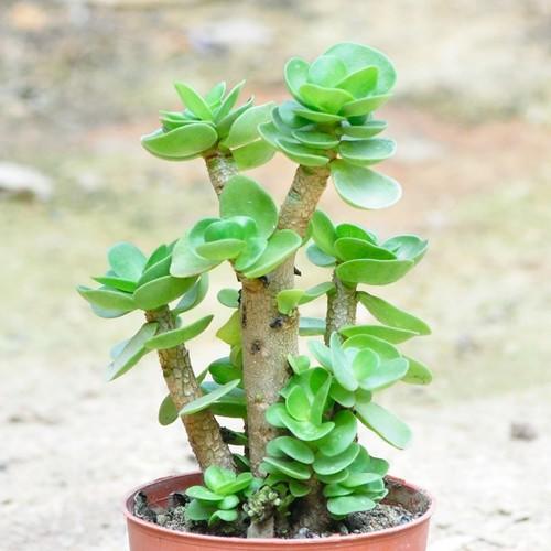 搬家买什么绿植招财,搬家买什么花旺财