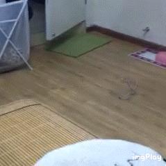 怎样写一份完美的养猫手册,新手养猫手册怎么写