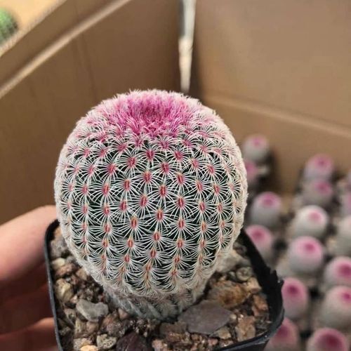 品种大全丨30个仙人球品种图鉴，每个都可爱肉萌到想要全部搬回家