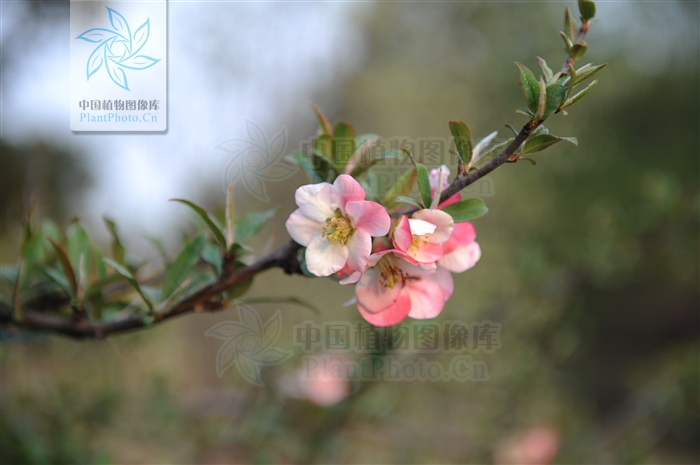 桃花杏花梨花海棠,桃花海棠梨花樱花的区别