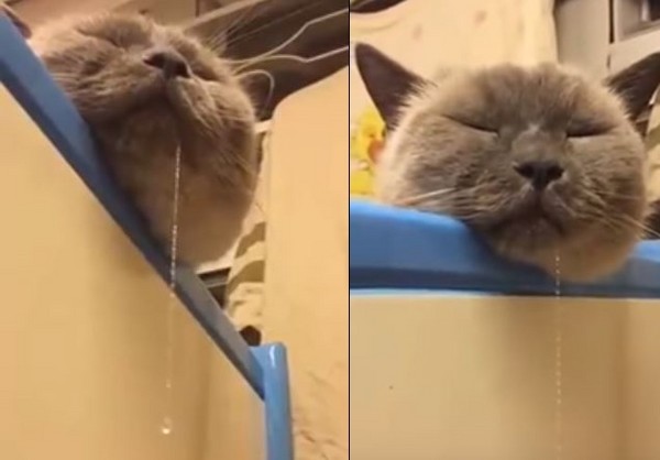 猫咪流口水是不是食物中毒,猫咪流口水还发臭应该吃什么药