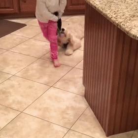 狗犬瘟后期还有救吗,我家狗这是懒到什么程度