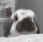 今日表情包第三弹图片,今日表情包收藏