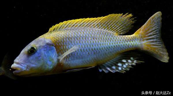 三湖流星鲷打架,三湖慈鲷流星鲷苗子