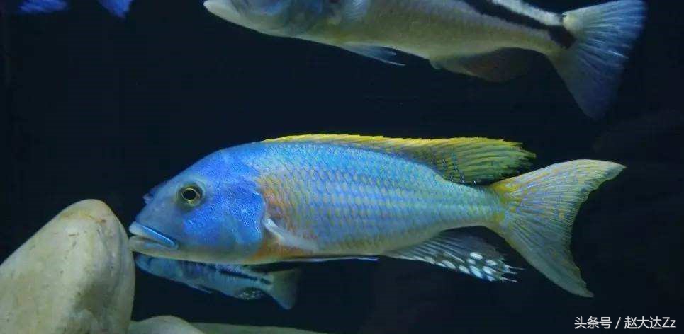 三湖流星鲷打架,三湖慈鲷流星鲷苗子