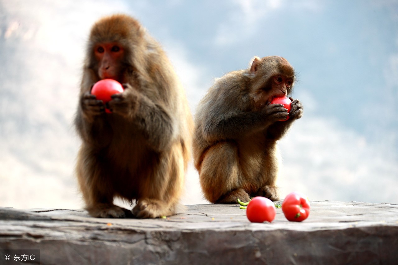 属猴之人出生月份算命表,属猴人最好的十个出生日期