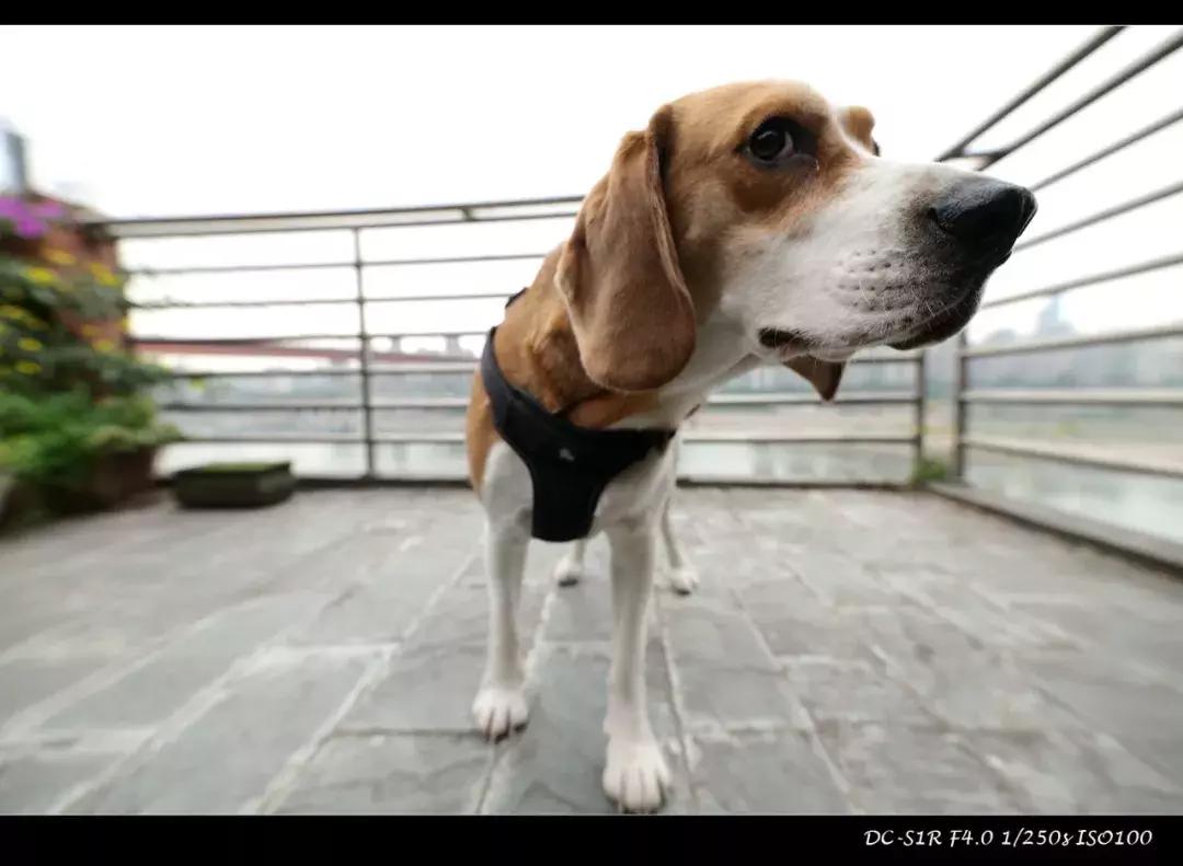 适马mc21转接环怎么样,适马mc21转接环升级教程