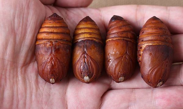 没吃的蚕蛹变蛾子,本来要吃蚕蛹结果变成蛾子了