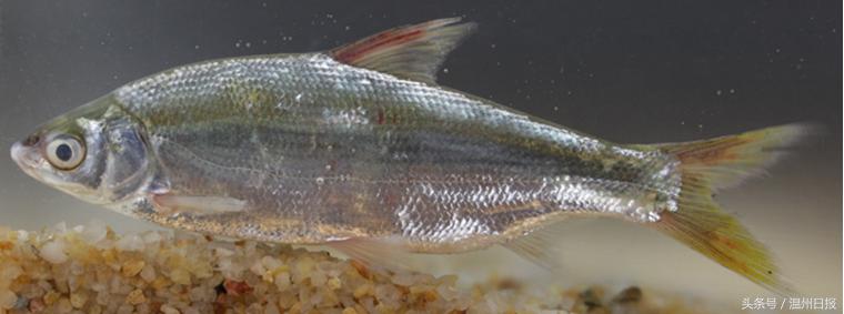 瓯江流域温州段鱼类图谱,温州淡水鱼大全