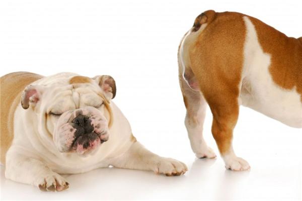 有关放屁的9个小秘密,有关放屁的十个事实