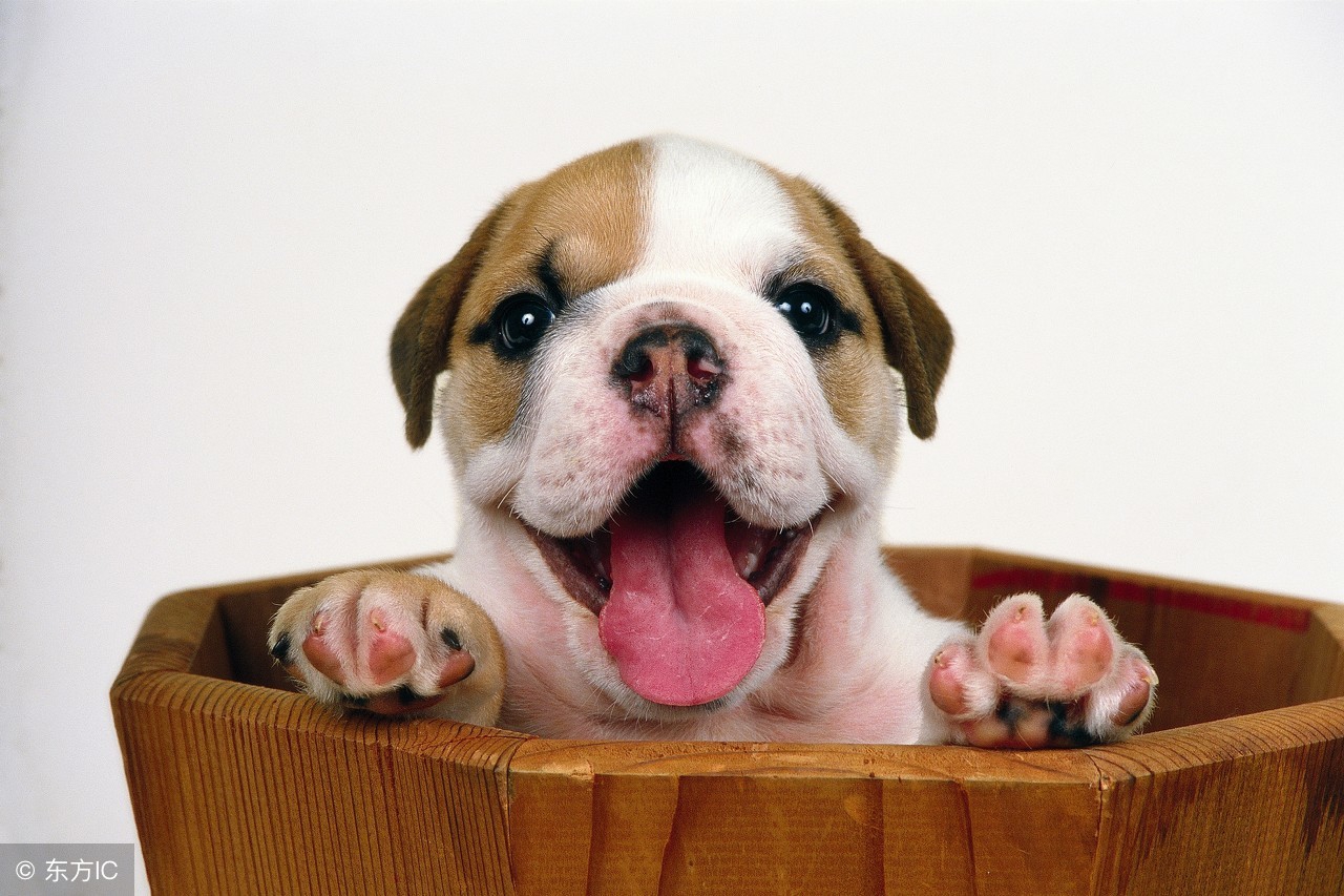 给狗的正确的洗澡方式,给狗洗澡的正确步骤冬天