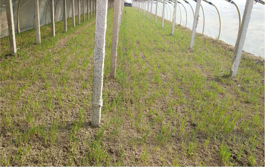 韭蛆小妙招,韭蛆怎么治对人食用无害