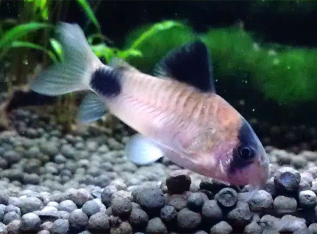 五彩缤纷绚丽多彩的观赏鱼,多彩缤纷的热带鱼图片