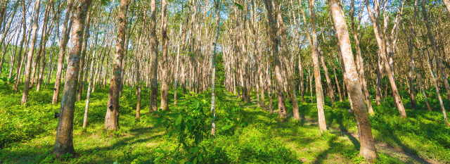 泰国进口乳胶枕是不是真的,泰国决定停售4个月橡胶