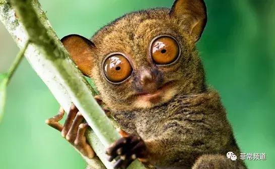 菲律宾薄荷岛详细地图,菲律宾薄荷岛风景