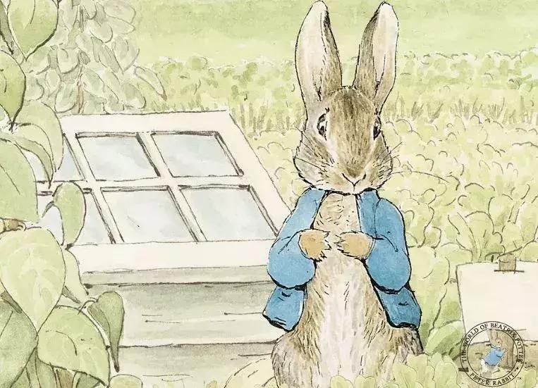 看完比得兔我们能感受到什么变化,看比得兔你学到了什么