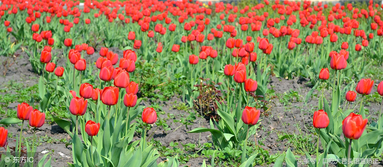 大舌头绕口令多长时间能练好,矫正大舌头的绕口令有哪些