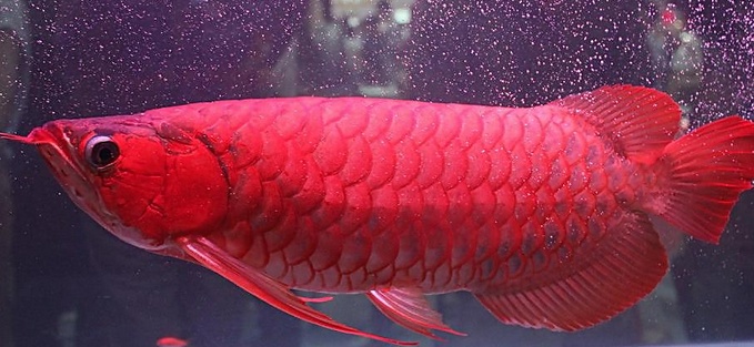 如何让红龙鳍变大,怎么让红龙鱼尾鳍变大