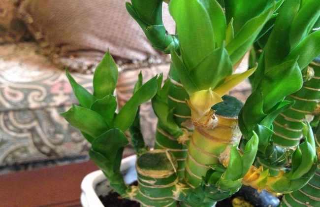 富贵竹叶子发黄蔫了怎么办,富贵竹叶子发黄后怎么办