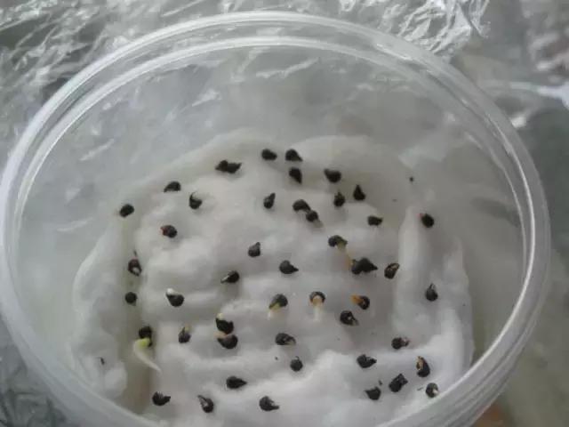 常见的种子催芽方法有,常见种子发芽方法大全