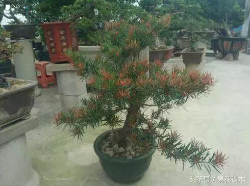 惊蛰适合播种哪些花木盆栽,惊蛰过后盆栽怎么养活好