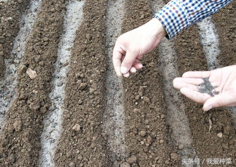 种菜的种植方法和技术,叶菜怎么种植最好