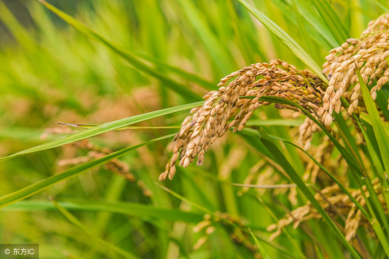 2018水稻价格黑稻,水稻行情2018年水稻价格
