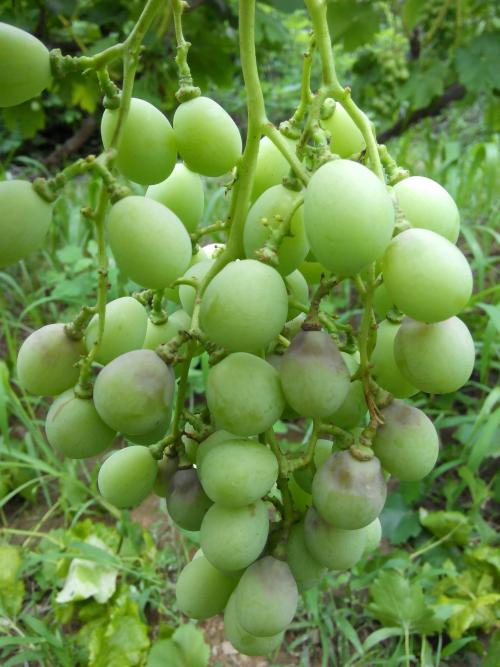 葡萄疫病用什么杀菌剂好,防治葡萄病害的优质杀菌剂