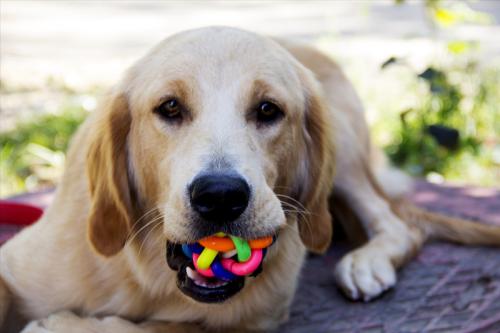 狗狗吞食异物症状,狗狗不小心吞下了异物该怎么解决