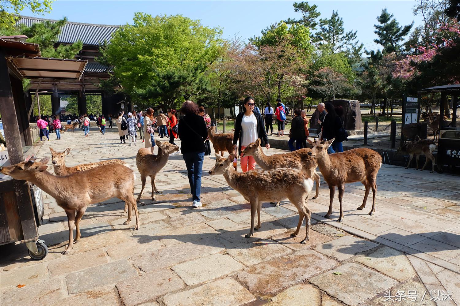 奈良喂小鹿完整版,日本奈良小鹿喂食