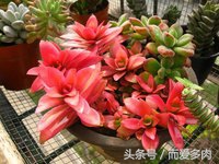 多肉火祭可以叶插吗,多肉火祭爆头怎么办