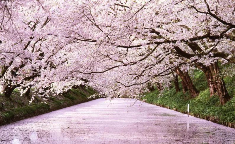 最美樱花季，国内外赏樱攻略在此！好看，好吃，好买！